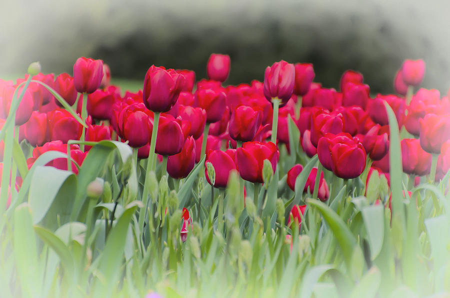 Red Tulips #1 Photograph by Bill Cannon