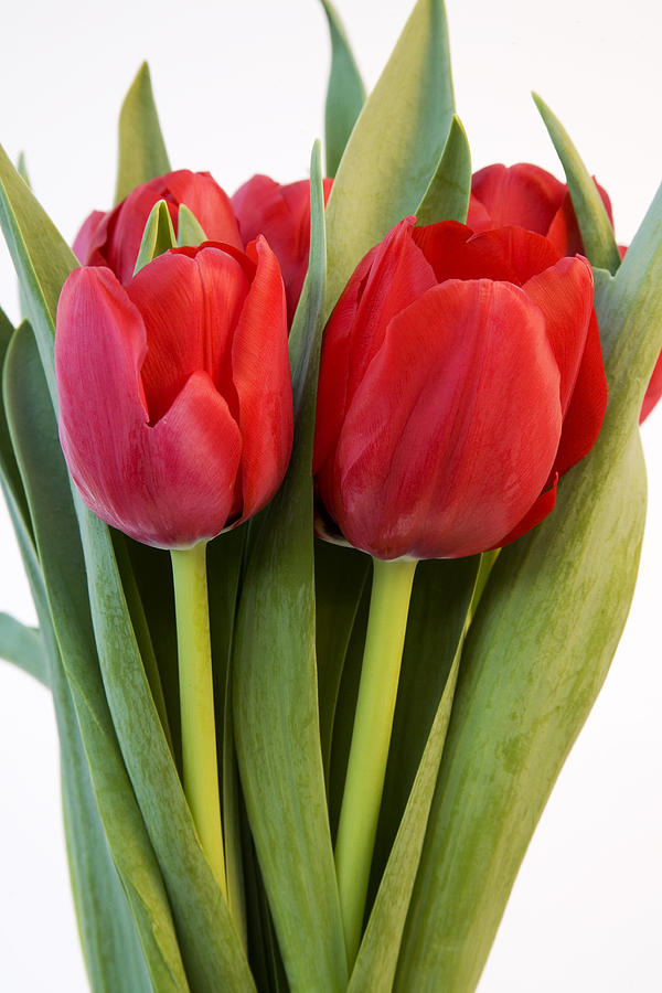Red Tulips Photograph - Red Tulips 1 by Gillian Dernie Red Tulips Photograph - Red Tulips 1 by Gillian Dernie