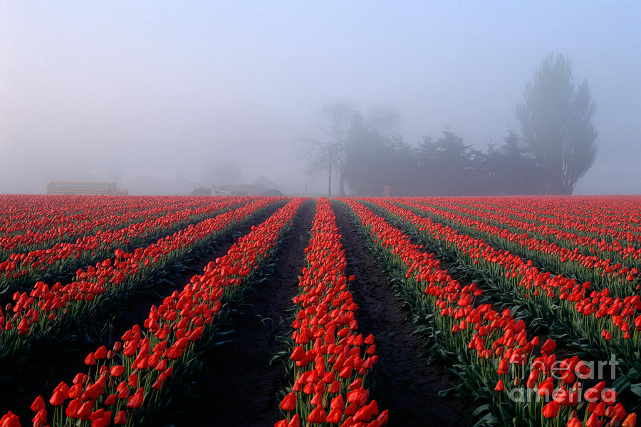Red Tulips In Field #1 Photograph by Jim Corwin