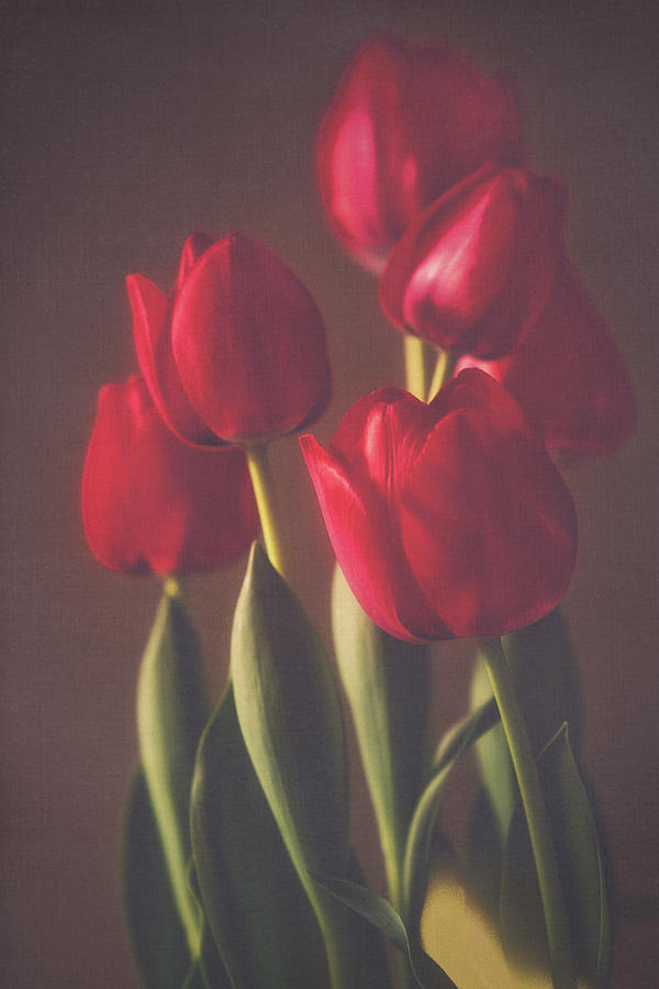 Red Tulips #1 Photograph by Steve Gravano