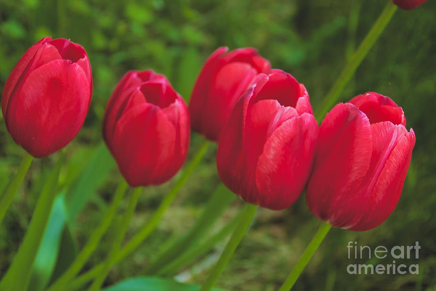 Red Tulips #1 Photograph by William Norton