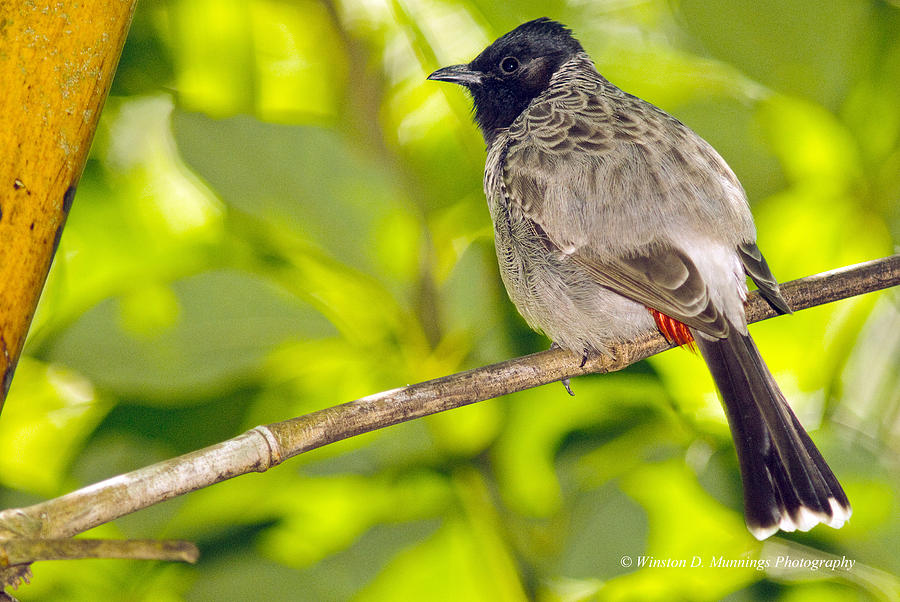 Red Vented Bulbul #1 Photograph by Winston D Munnings