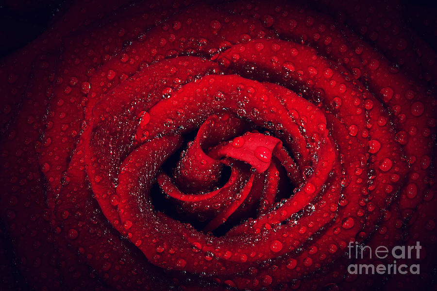 Rose Photograph - Red wet rose flower close-up #1 by Michal Bednarek