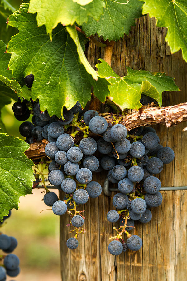 Red Wine Grapes #1 Photograph by Teri Virbickis