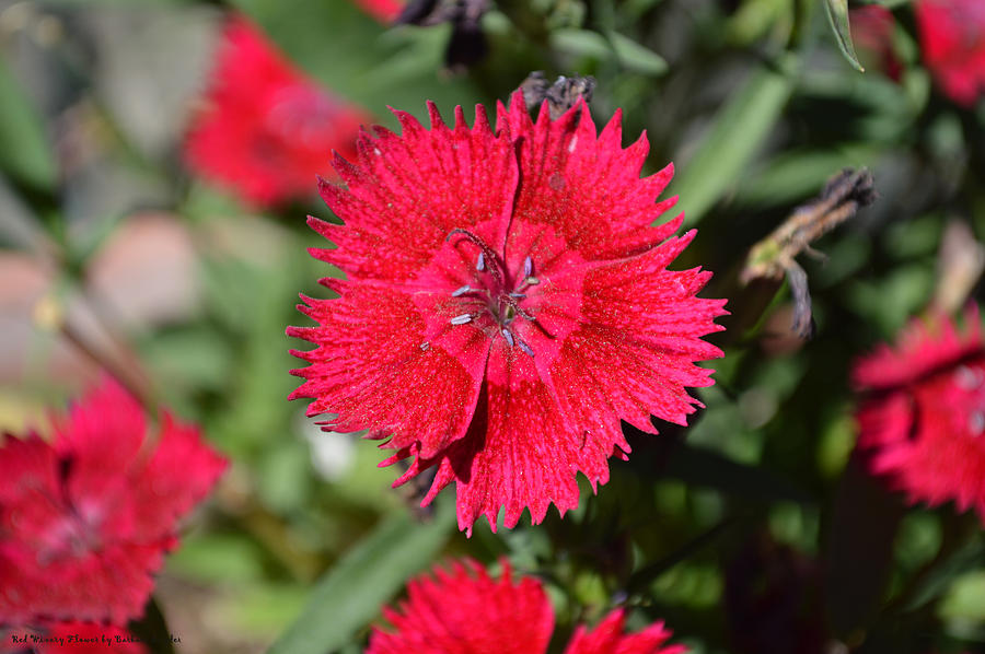 Red Winery Flower Photograph