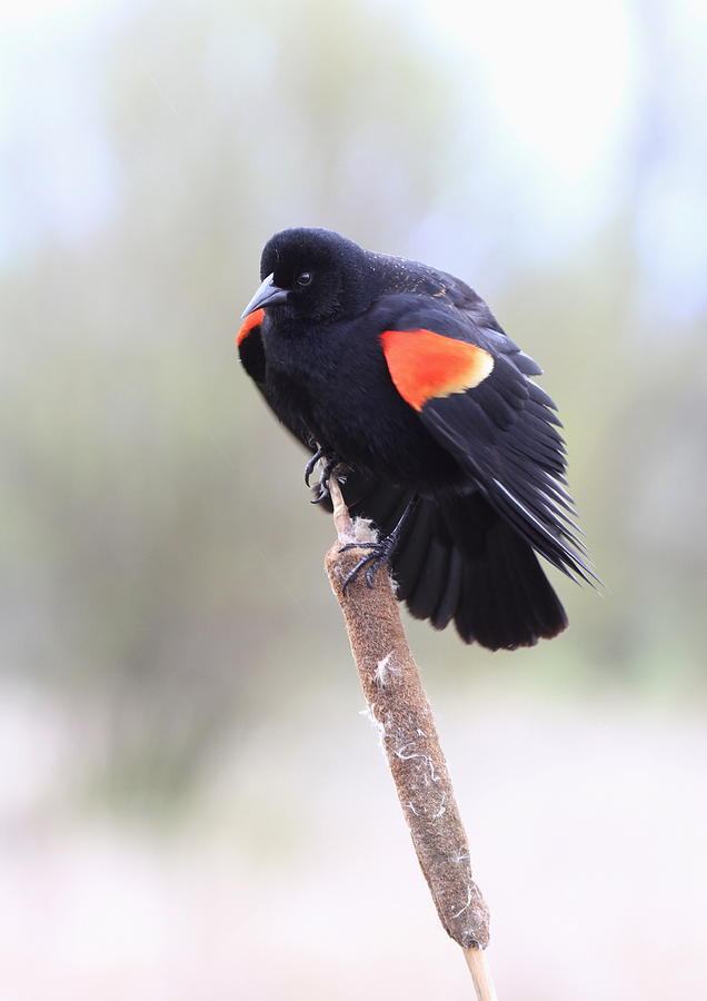 Red-winged Blackbird #1 Photograph by Angie Vogel