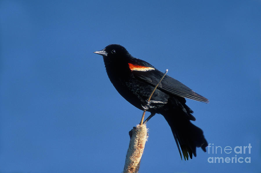 Blackbird Photograph - Red-winged Blackbird #1 by Ron Sanford