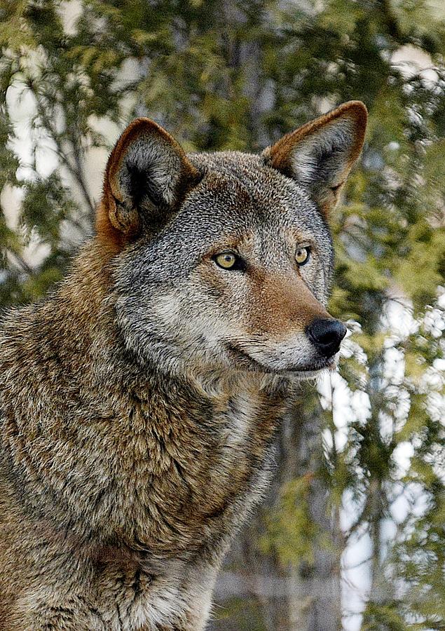 Red Wolf Photograph by Helene Dignard - Fine Art America