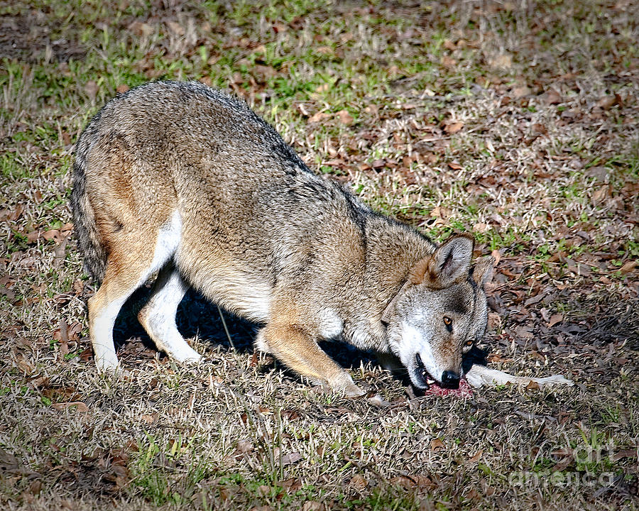 Red Wolf #1 Photograph by Ronald Lutz