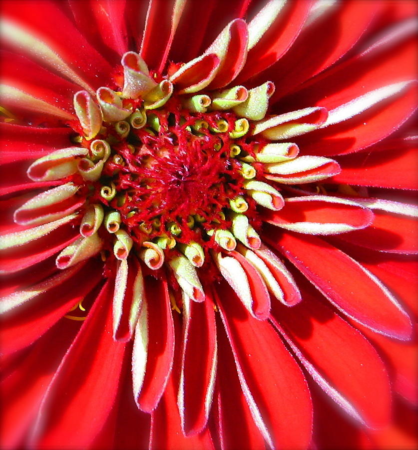 Red Zinnia #1 Photograph by Tracy Male