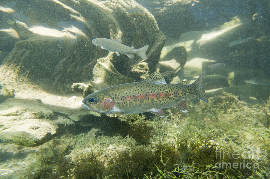 Redband Trout Oncorhynchus Mykiss #1 Photograph by William H. Mullins