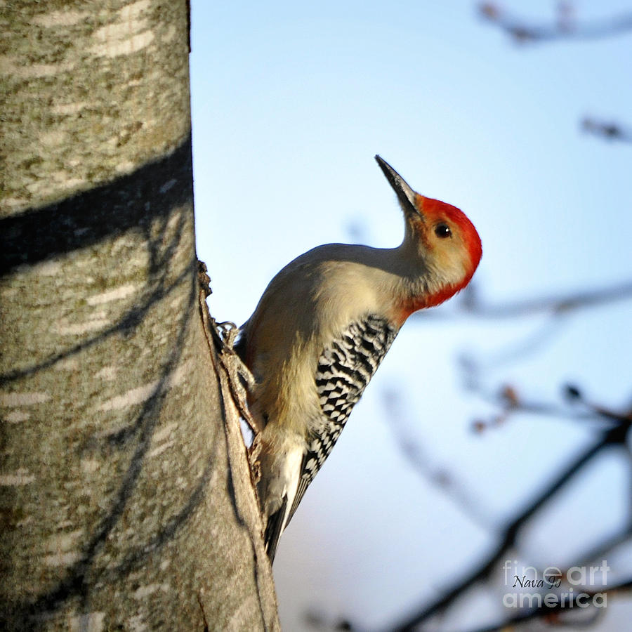 Redbelly Woodpecker #1 Photograph by Nava Thompson