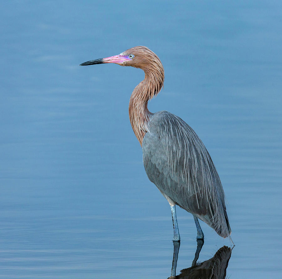 Reddish Egret, Egretta Rufescens #1 Photograph by Maresa Pryor - Fine ...