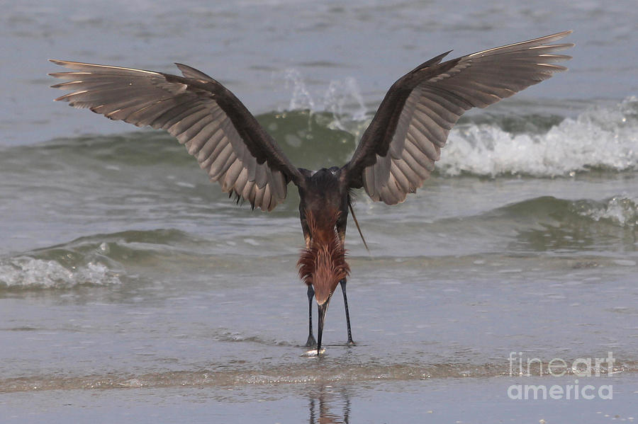 Reddish Egret Fishing Photograph