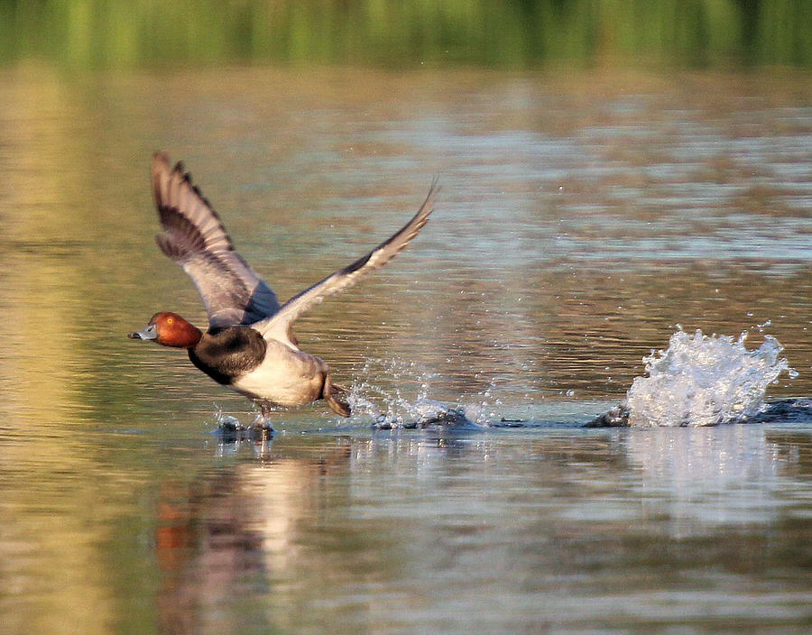 Redhead Duck Photograph - Redhead Drake Launch #1 by John Dart