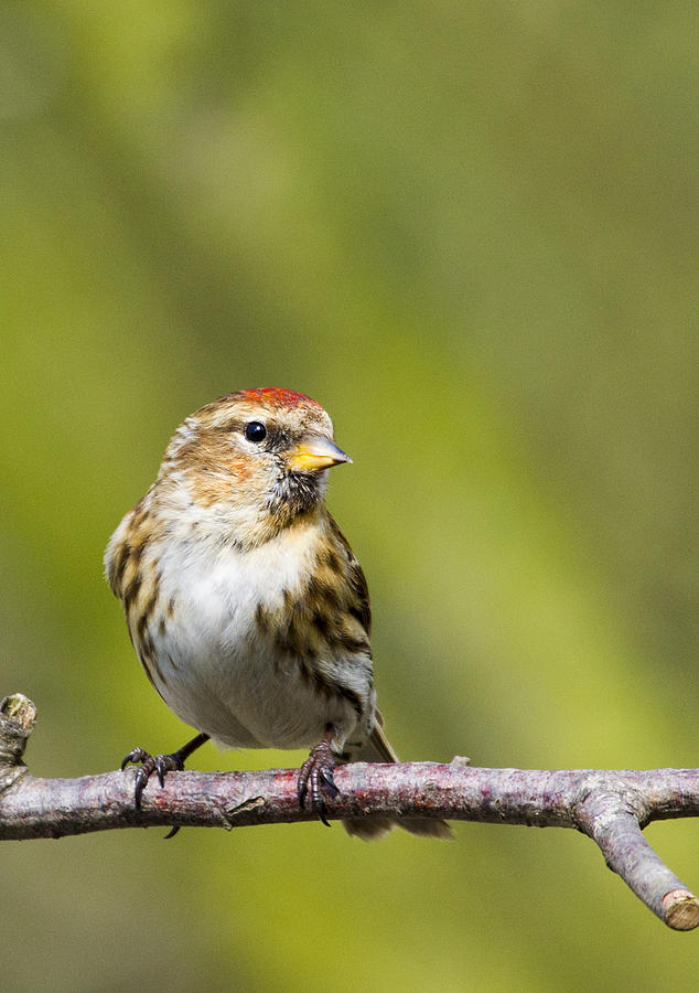 Redpoll  #2 Photograph by Chris Smith
