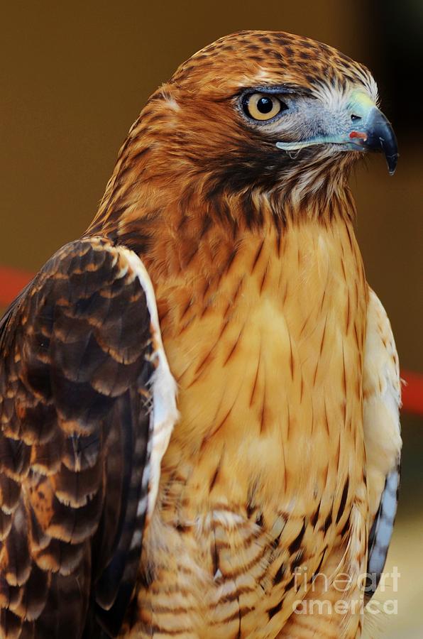 Redtail Hawk 3 #1 Photograph by Paulina Roybal