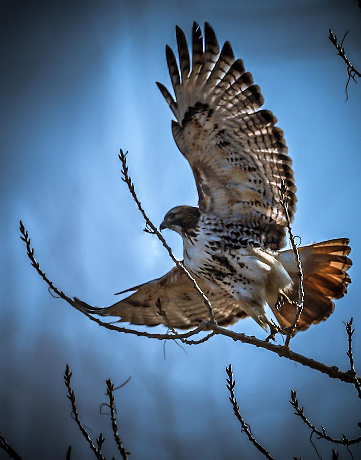 Redtail Hawk Photograph by Ernest Echols