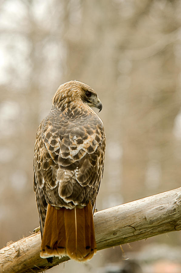 Hawk Photograph - Redtailed Hawk 20 #1 by Douglas Barnett