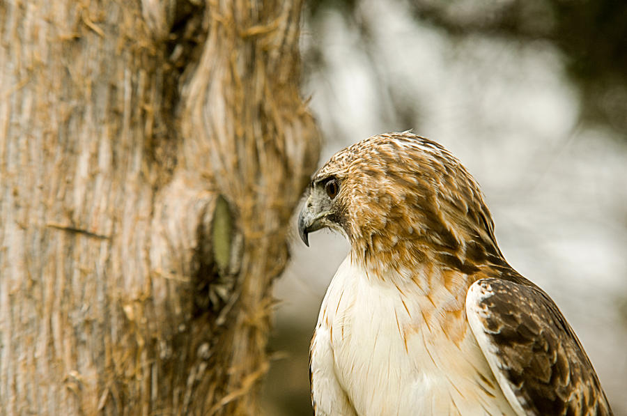 Redtailed Hawk 21 Photograph