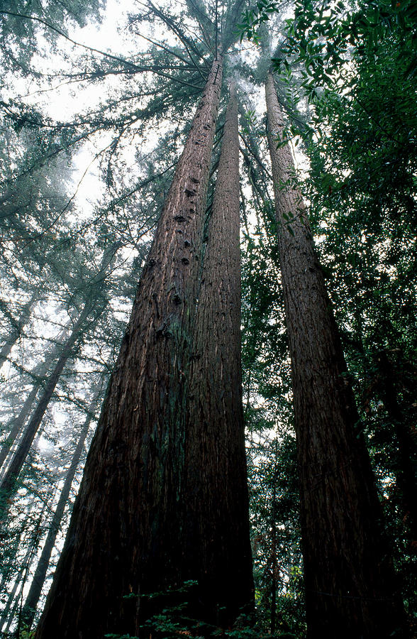 Redwood Trees #1 Photograph by David Weintraub