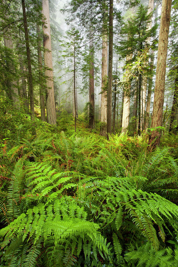 Redwood National Park Photograph - Redwood Trees In Morning Fog #1 by Terry Eggers