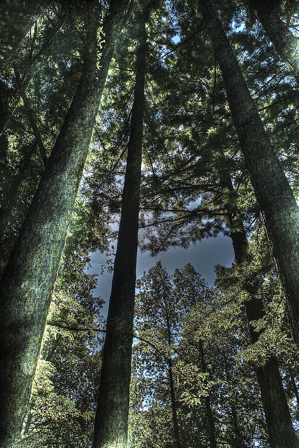 Redwoods 4 Big Basin Photograph by SC Heffner