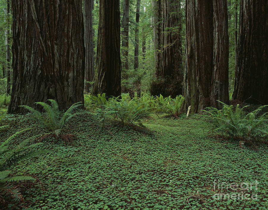 Redwoods #1 Photograph by Jim Corwin