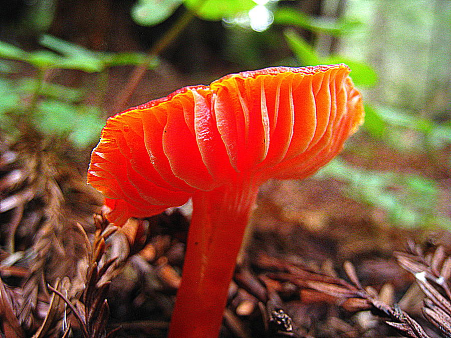 Redwoods Mushroom Photograph by John King I I I