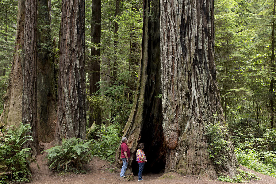 Redwoods National Park in Northern California #2 Photograph by Carol M Highsmith