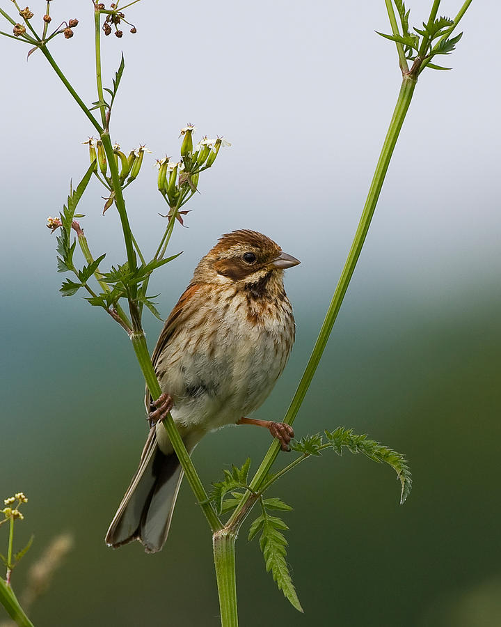 Reed Bunting #1 Photograph by Paul Scoullar