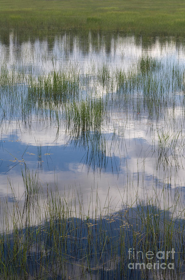 Reeds And Reflections #1 Photograph by John Shaw