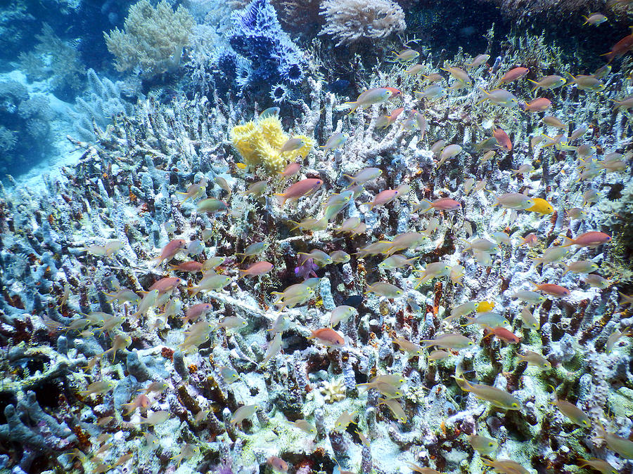Reef Biodiversity #1 Photograph by Carleton Ray
