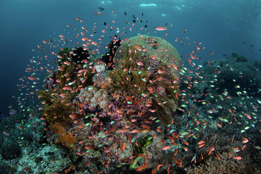 Reef Fish Swimming In A Strong Current Photograph by Ethan Daniels ...