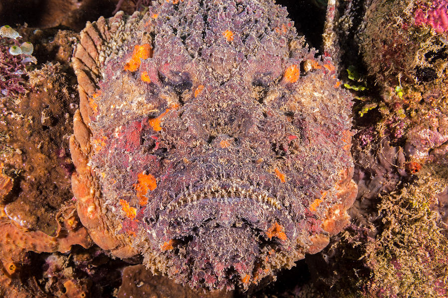 Reef Stonefish #1 Photograph by Andrew J. Martinez