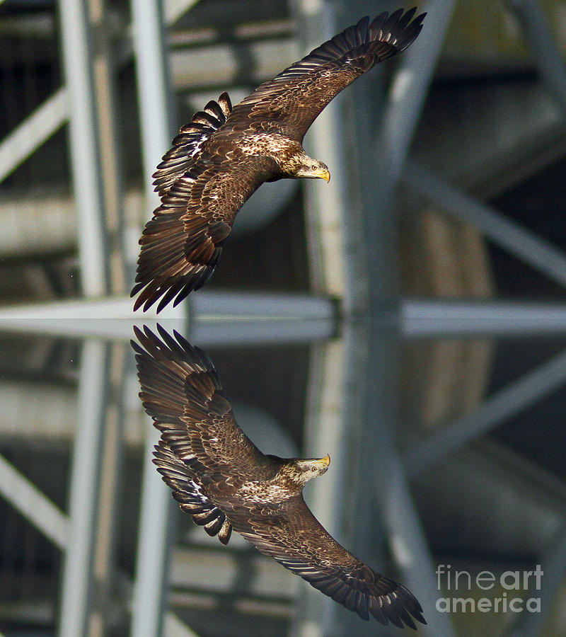 Eagle Photograph - Reflect On It by Michael Rucci Eagle Photograph - Reflect On It by Michael Rucci