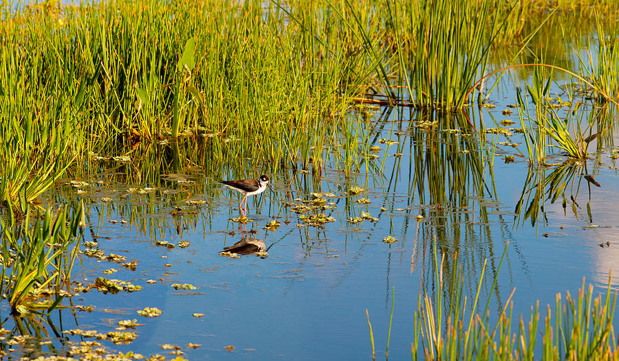 Nature Photograph - Reflection Of A Bird On Water, Boynton #1 by Panoramic Images