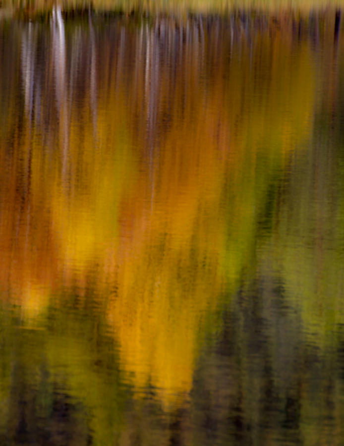 Reflection of Trees Photograph by Johan Zwarthoed - Fine Art America