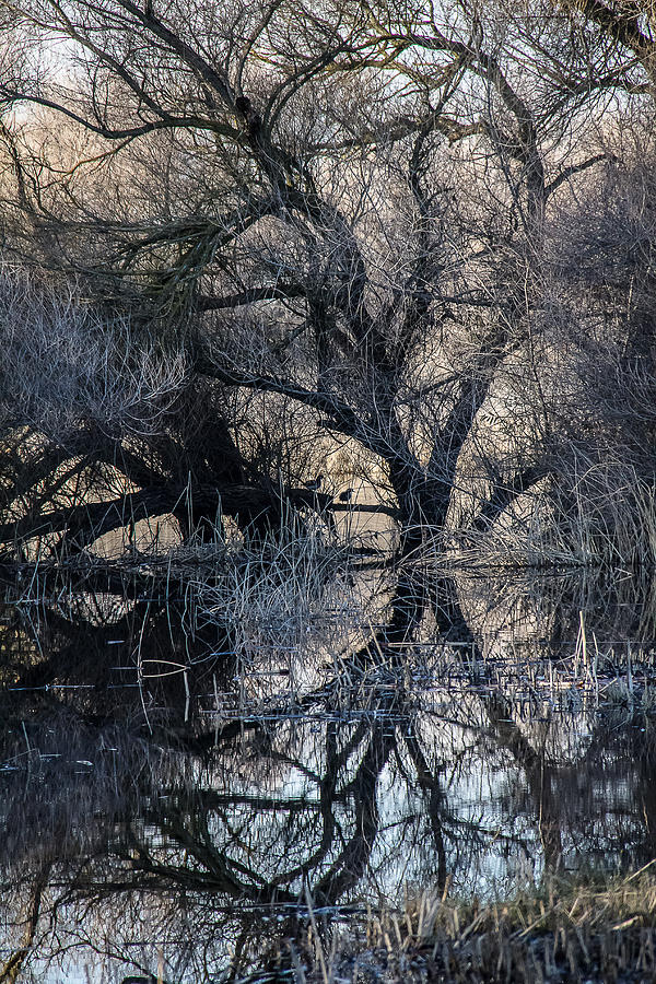 Tree Photograph - Reflections #1 by Brian Williamson