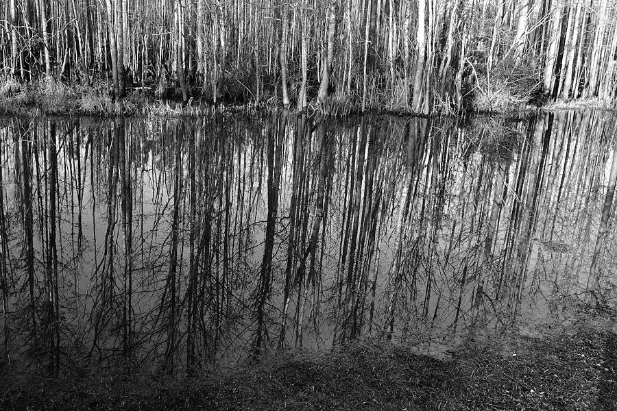 Reflections #1 Photograph by George Taylor