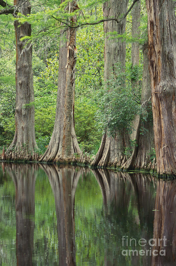 Reflections Of Cypress Trees #1 Photograph by Art Wolfe