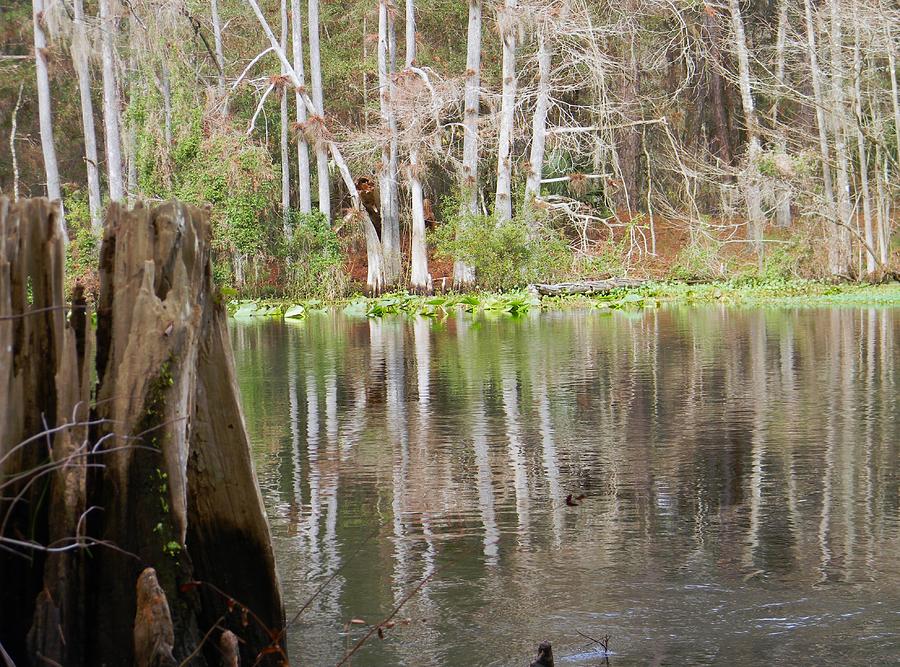 Reflections On The Withlacoochee Photograph