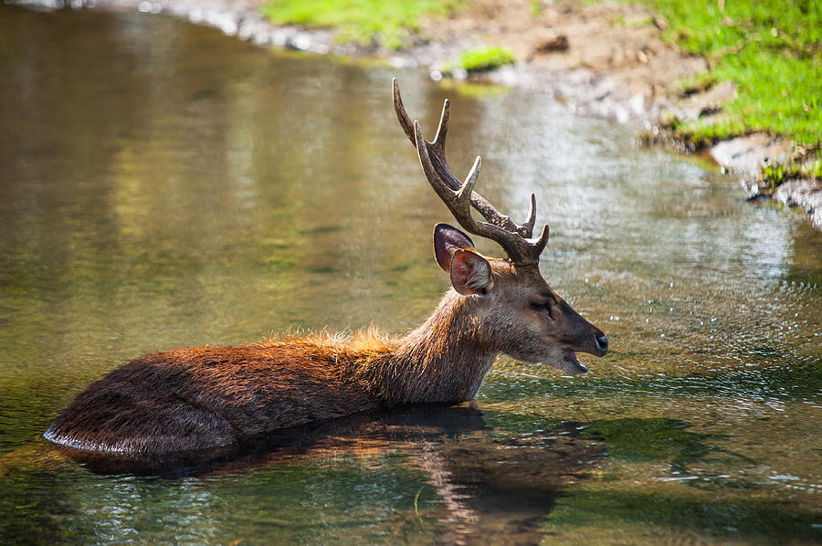 Refreshing 3. Male Deer in the Pampelmousse Botanical Garden. Mauritius #1 Photograph by Jenny Rainbow