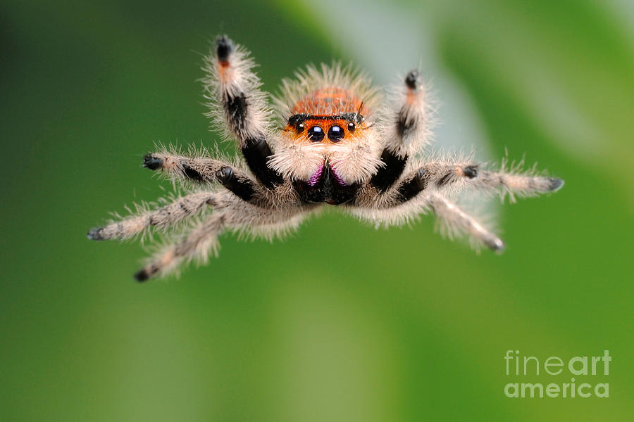 Regal Jumping Spider Jumping #4 Photograph by Scott Linstead
