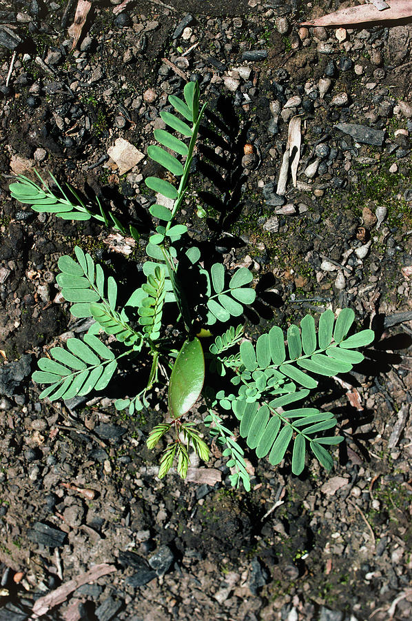 Regenerated Shoots On The Golden Wattle Photograph by Dr Jeremy Burgess ...