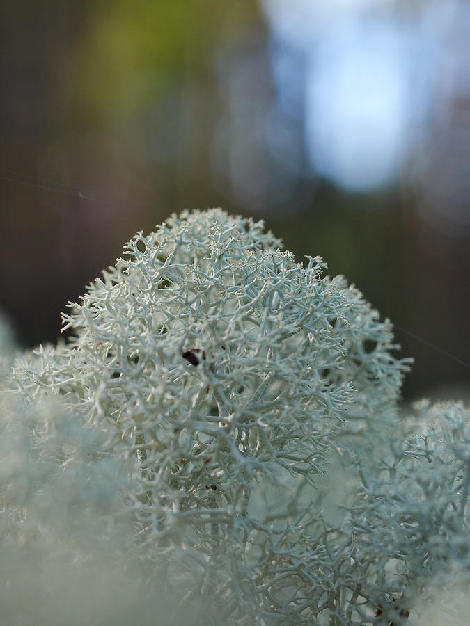Nature Photograph - Reindeer lichen #1 by Jouko Lehto