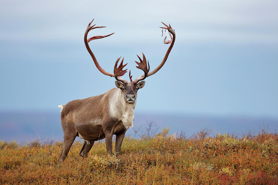 Head Of A Reindeer Rangifer Tarandus - HooDoo Wallpaper