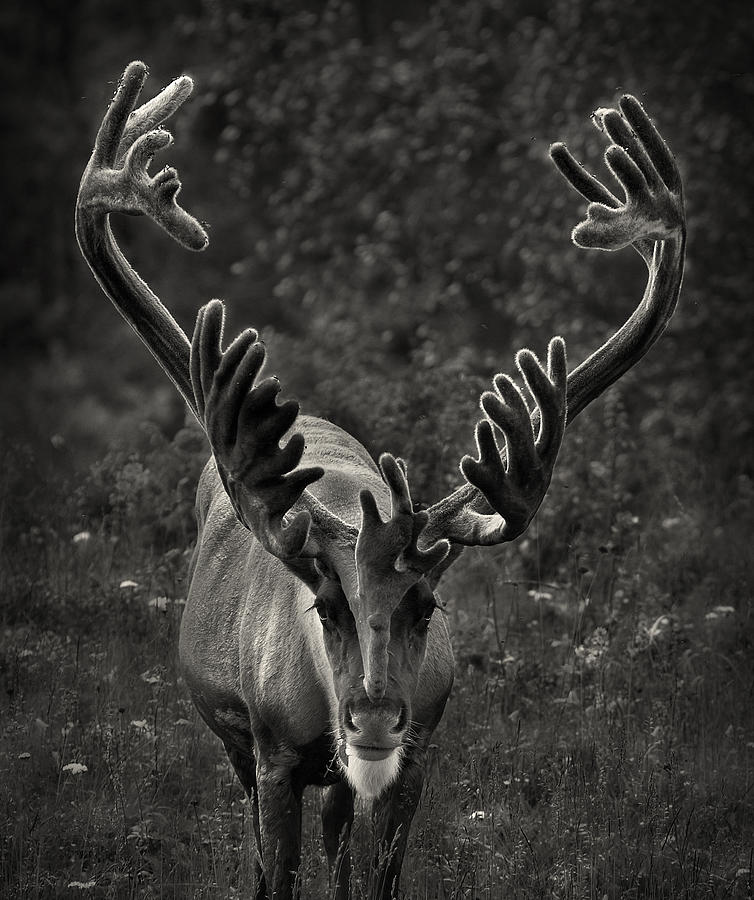 Reindeer Portrait #1 Photograph by Pekka Sammallahti