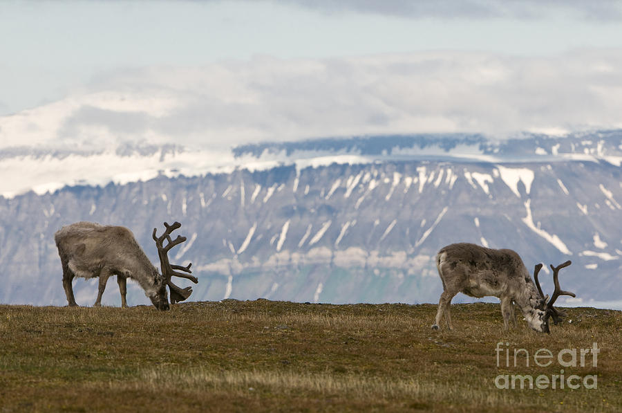 Reindeer, Spitsbergen #1 Photograph by John Shaw
