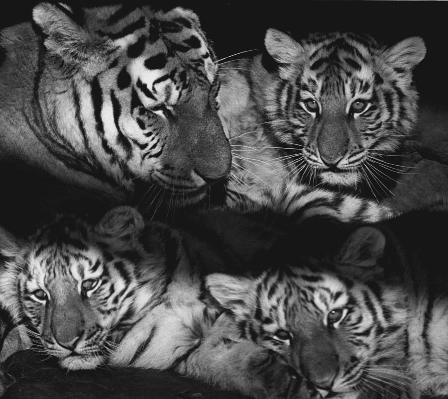 Wildlife Photograph - Relaxed Tiger Family #1 by Retro Images Archive